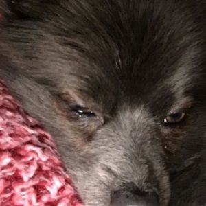 Meet your Posher, Rose